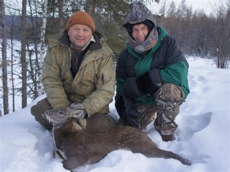  The Musk Deer Hunting Scene: Een meesterwerk van koloniale verfijning en wilde dierenpracht!